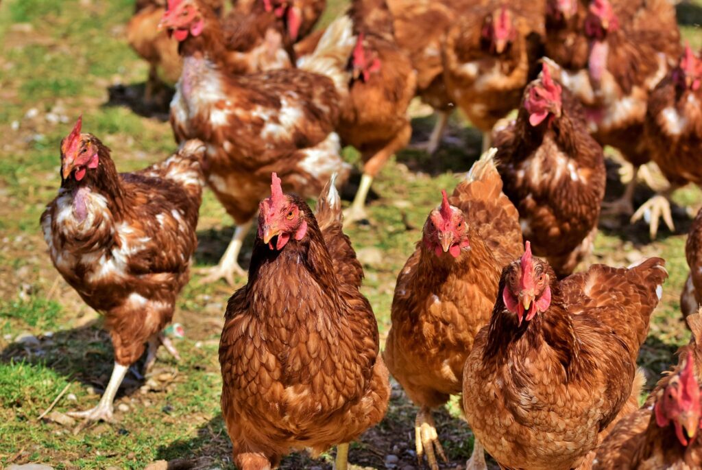 ESA BIC UK helps start-up keep chickens healthy and happy