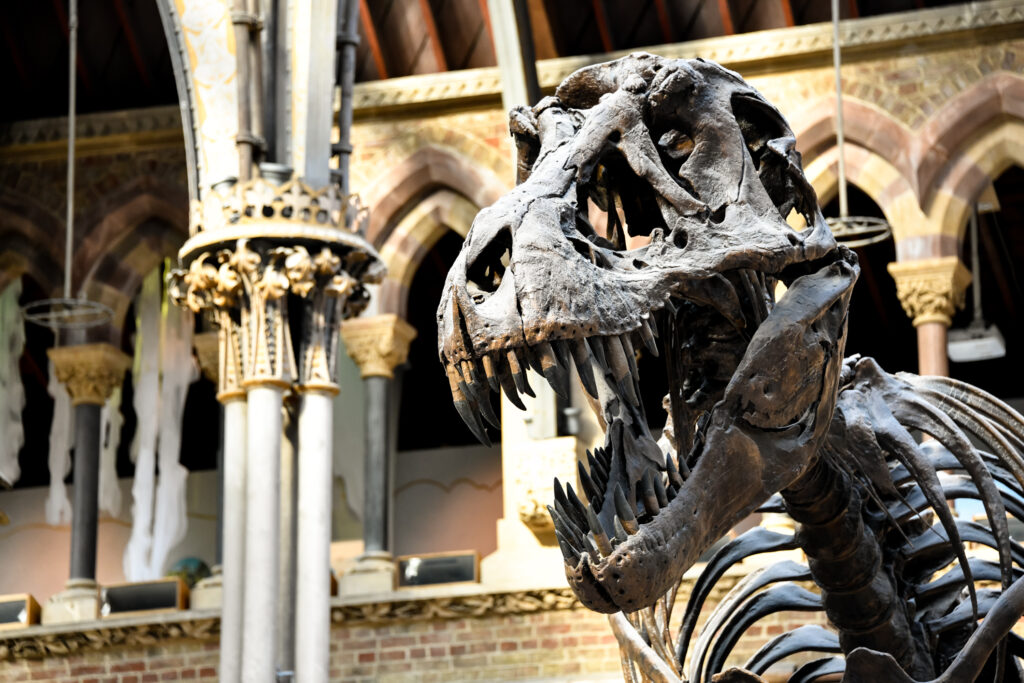 Dinosaur at the Oxford Natural History Museum.