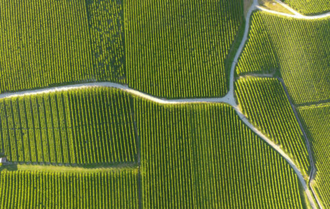 Stock_aerial-field-ridges-harvest-food_Getty_Images