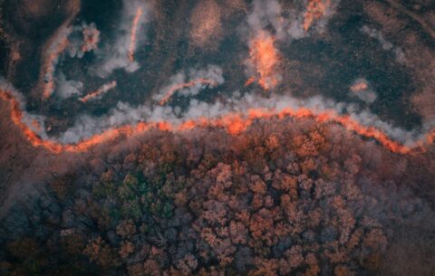 A wildfire glowing orange at the edge of a forest